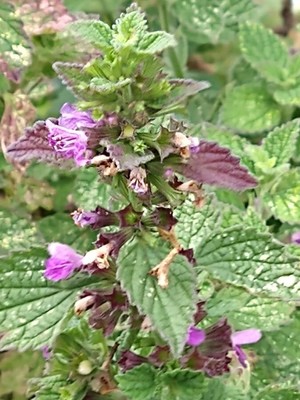 photo of Black Horehound