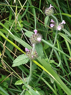 photo of Wild Basil
