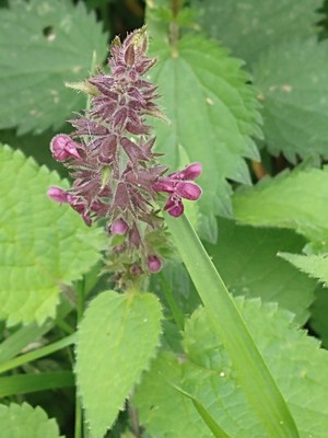 photo of Hedge Woundwort