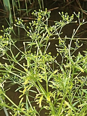 photo of Cleavers