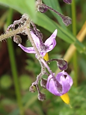 photo of Bittersweet