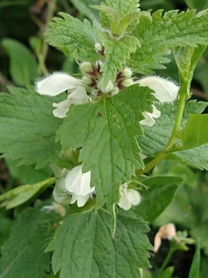 photo of White Dead Nettle
