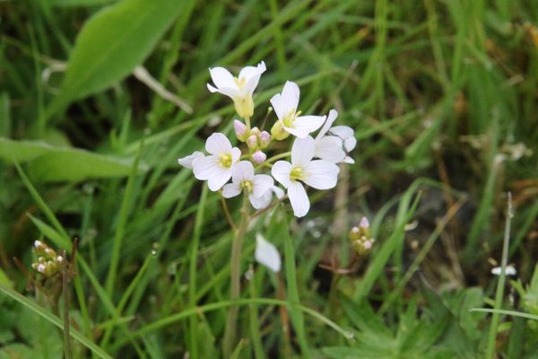 photo of Cuckoo Flower