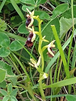photo of Fly Orchid