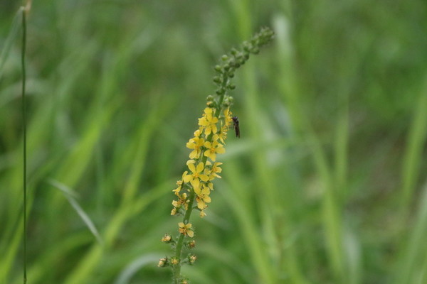 photo of Agrimony