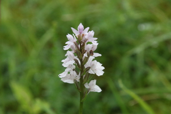 photo of Common Spotted Orchid
