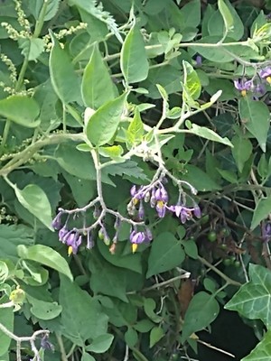 photo of Bittersweet