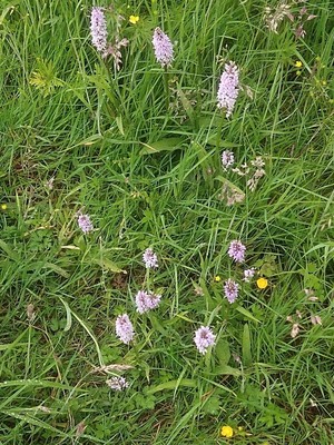 photo of Common Spotted Orchid
