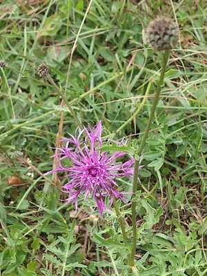 photo of Greater Knapweed