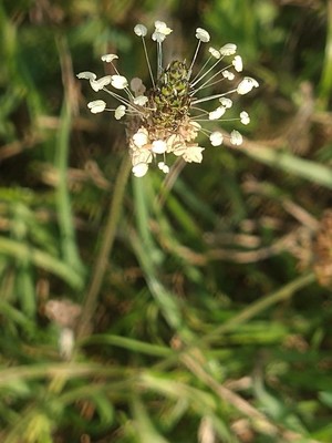 photo of Ribwort Plantain