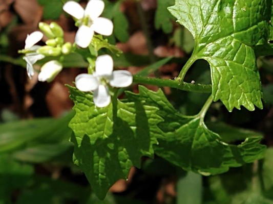 photo of Garlic Mustard