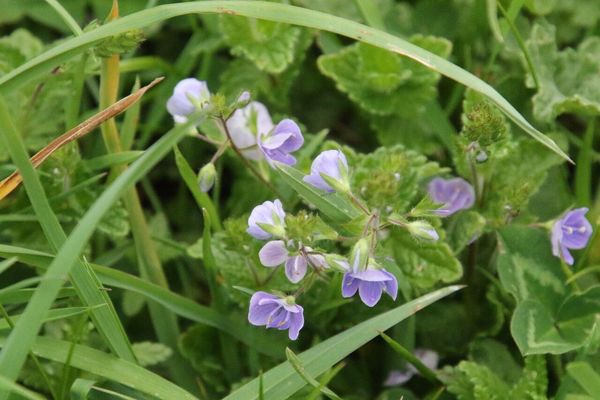 photo of Germander Speedwell