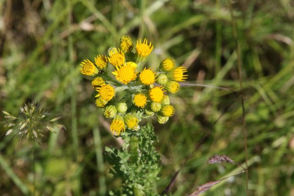 photo of Marsh Fleawort