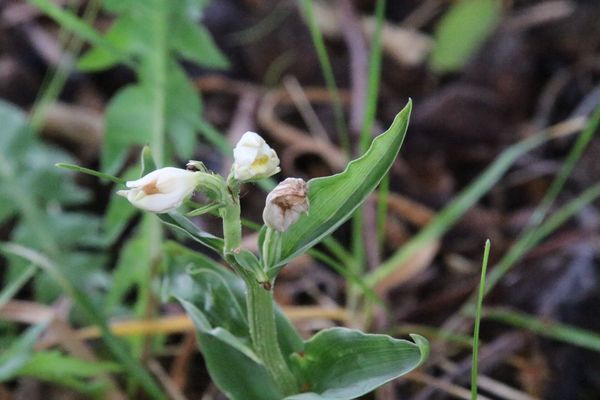 photo of White Helleborine