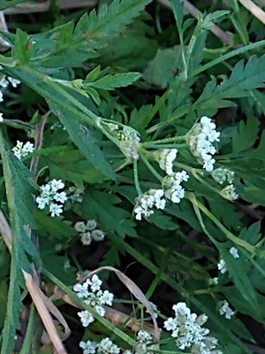photo of Spreading Hedge Parsley