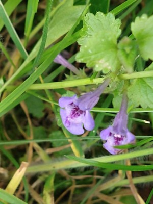 photo of Ground Ivy