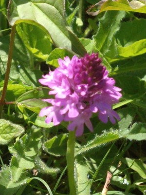 photo of Pyramidal Orchid