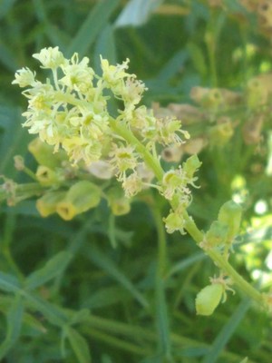 photo of Wild Mignonette