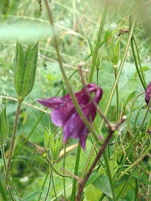 photo of Dark Columbine