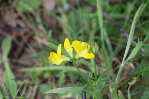 photo of Bird's Foot Trefoil