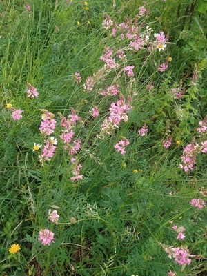 photo of Sainfoin