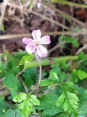 photo of Herb Robert