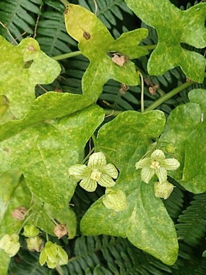 photo of White Bryony