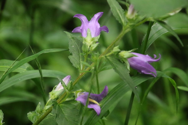 photo of Nettle Leaved Bellflower