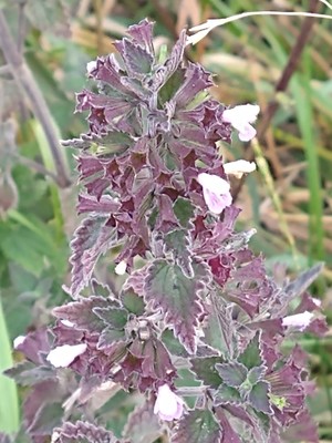 photo of Black Horehound