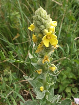 photo of Great Mullein