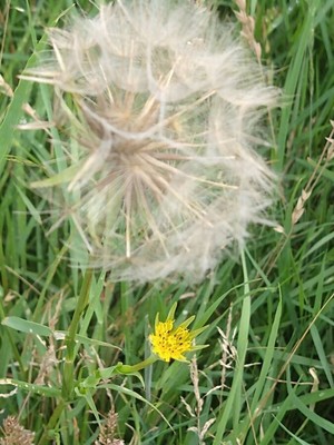 photo of Goat's Beard