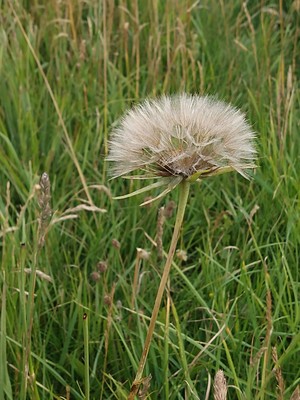 photo of Goat's Beard
