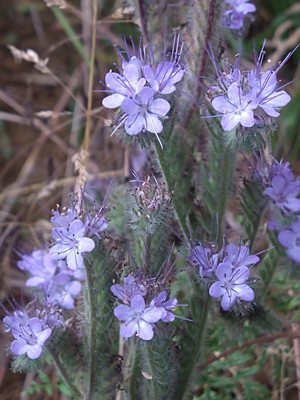 photo of Phacelia