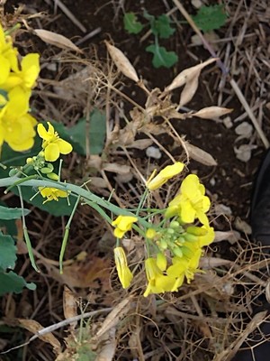 photo of Rapeseed