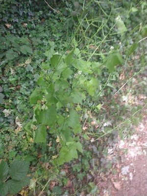 photo of Garlic Mustard