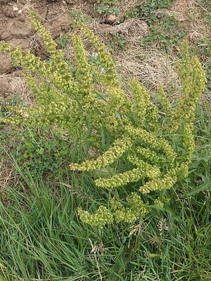 photo of Curled Dock