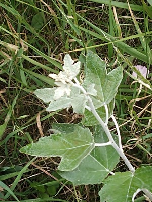photo of White Poplar