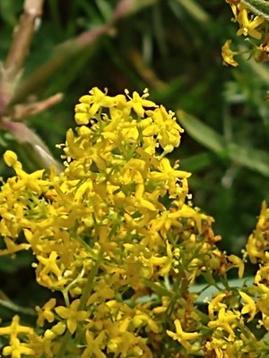 photo of Lady's Bedstraw