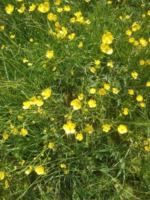 photo of Meadow Buttercup