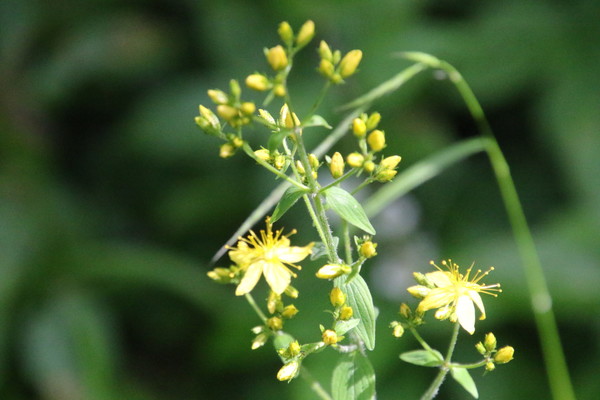 photo of Hairy St John's Wort
