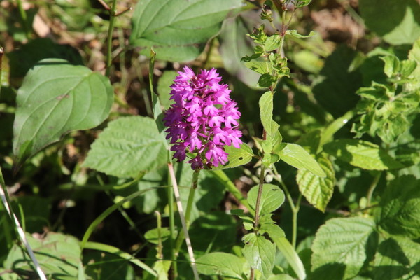 photo of Pyramidal Orchid
