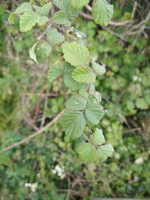 photo of Elm Leaved Bramble