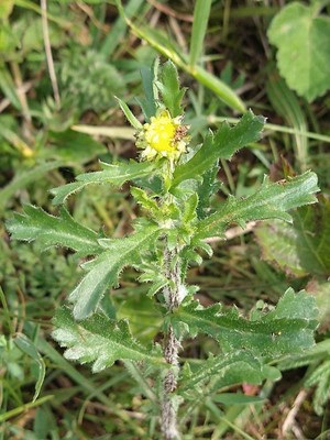 photo of Groundsel