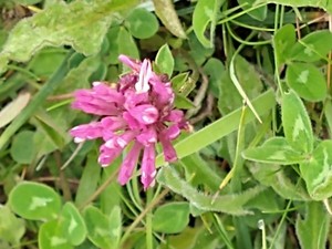photo of Red Clover