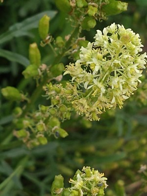 photo of Wild Mignonette