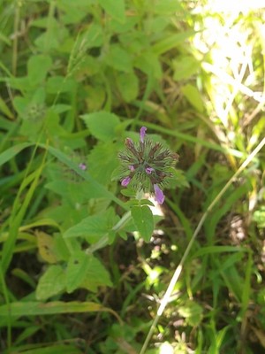 photo of Wild Basil
