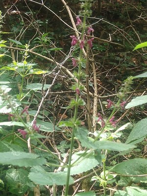 photo of Hedge Woundwort