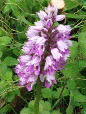 photo of Military Orchid