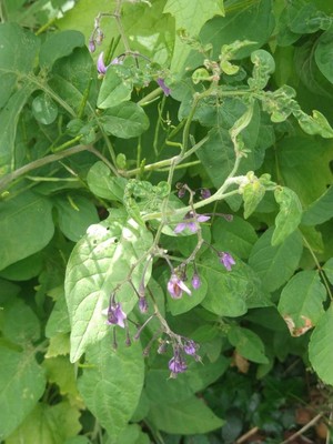 photo of Bittersweet