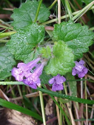 photo of Ground Ivy